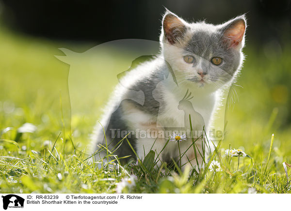 Britisch Kurzhaar Ktzchen im Grnen / British Shorthair Kitten in the countryside / RR-83239