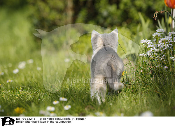 Britisch Kurzhaar Ktzchen im Grnen / British Shorthair Kitten in the countryside / RR-83243