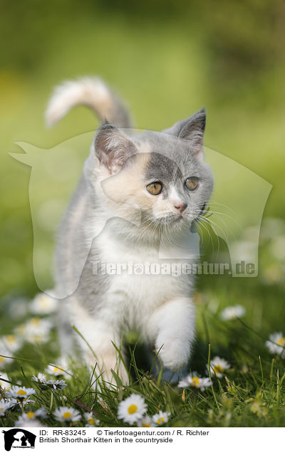 Britisch Kurzhaar Ktzchen im Grnen / British Shorthair Kitten in the countryside / RR-83245