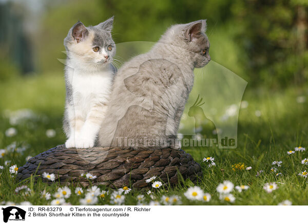 2 British Shorthair Kitten in the countryside / RR-83279