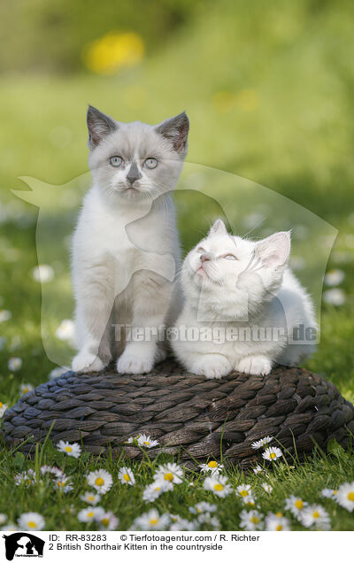 2 Britisch Kurzhaar Ktzchen im Grnen / 2 British Shorthair Kitten in the countryside / RR-83283