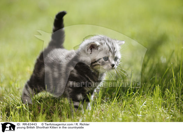 junges Britisch Kurzhaar Ktzchen im Grnen / young British Shorthair Kitten in the countryside / RR-83443