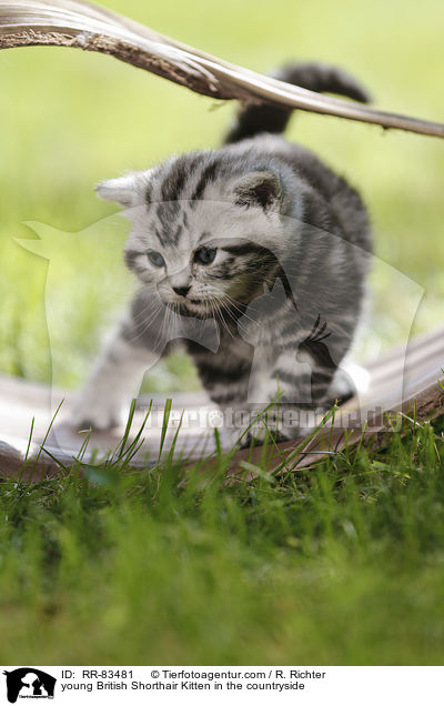 junges Britisch Kurzhaar Ktzchen im Grnen / young British Shorthair Kitten in the countryside / RR-83481