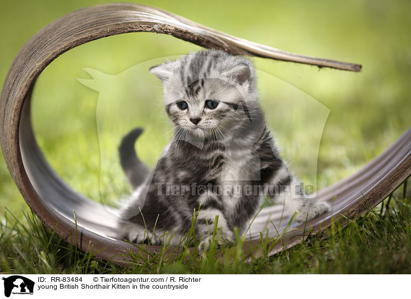 junges Britisch Kurzhaar Ktzchen im Grnen / young British Shorthair Kitten in the countryside / RR-83484