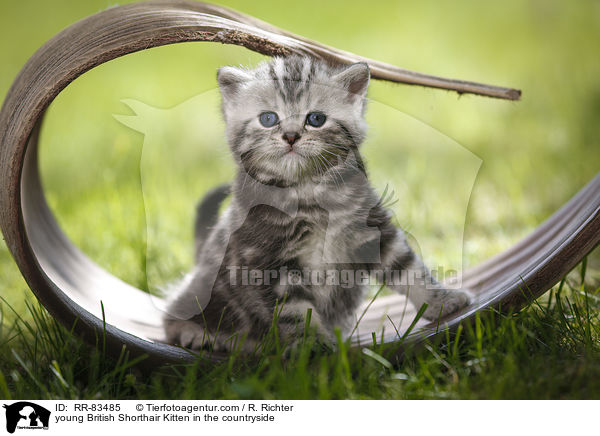 junges Britisch Kurzhaar Ktzchen im Grnen / young British Shorthair Kitten in the countryside / RR-83485