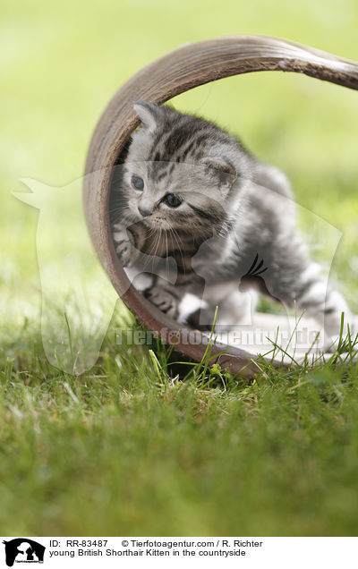 junges Britisch Kurzhaar Ktzchen im Grnen / young British Shorthair Kitten in the countryside / RR-83487