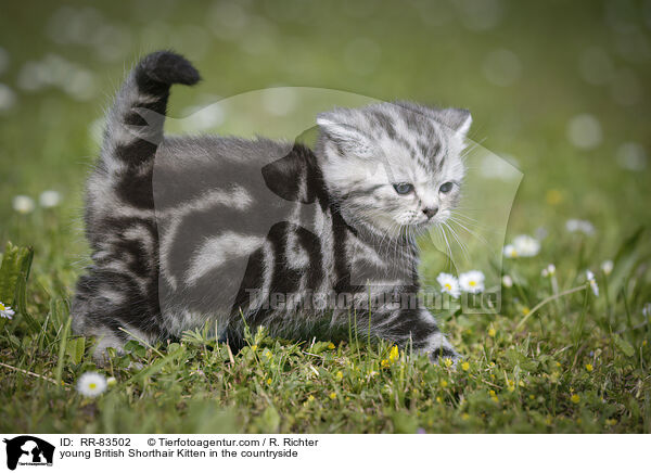 junges Britisch Kurzhaar Ktzchen im Grnen / young British Shorthair Kitten in the countryside / RR-83502