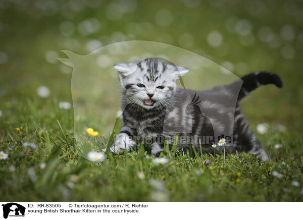 junges Britisch Kurzhaar Ktzchen im Grnen / young British Shorthair Kitten in the countryside / RR-83505