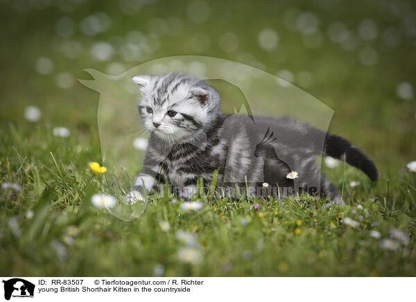 junges Britisch Kurzhaar Ktzchen im Grnen / young British Shorthair Kitten in the countryside / RR-83507