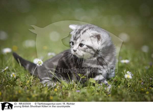junges Britisch Kurzhaar Ktzchen im Grnen / young British Shorthair Kitten in the countryside / RR-83509