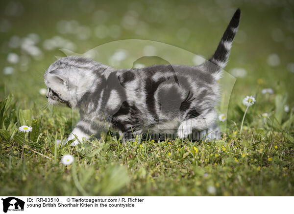 junges Britisch Kurzhaar Ktzchen im Grnen / young British Shorthair Kitten in the countryside / RR-83510