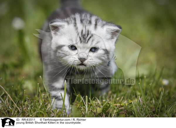 junges Britisch Kurzhaar Ktzchen im Grnen / young British Shorthair Kitten in the countryside / RR-83511