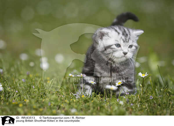 junges Britisch Kurzhaar Ktzchen im Grnen / young British Shorthair Kitten in the countryside / RR-83513