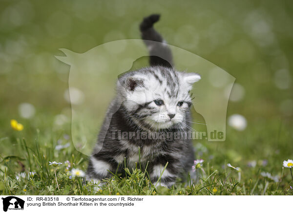 junges Britisch Kurzhaar Ktzchen im Grnen / young British Shorthair Kitten in the countryside / RR-83518