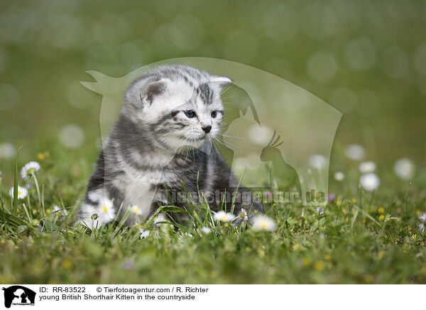 junges Britisch Kurzhaar Ktzchen im Grnen / young British Shorthair Kitten in the countryside / RR-83522