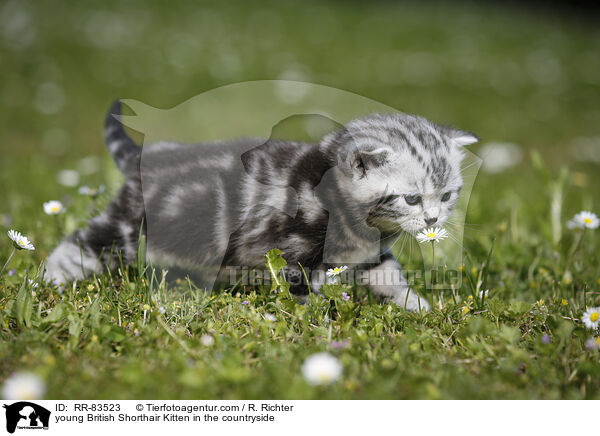 junges Britisch Kurzhaar Ktzchen im Grnen / young British Shorthair Kitten in the countryside / RR-83523