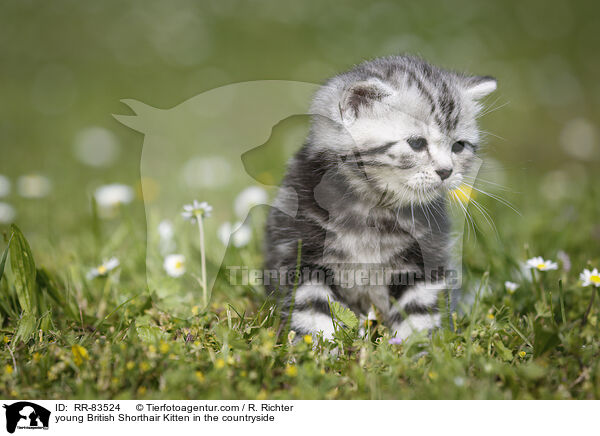 junges Britisch Kurzhaar Ktzchen im Grnen / young British Shorthair Kitten in the countryside / RR-83524