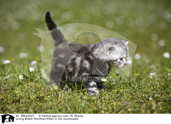 junges Britisch Kurzhaar Ktzchen im Grnen / young British Shorthair Kitten in the countryside / RR-83527