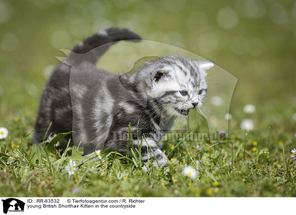 junges Britisch Kurzhaar Ktzchen im Grnen / young British Shorthair Kitten in the countryside / RR-83532