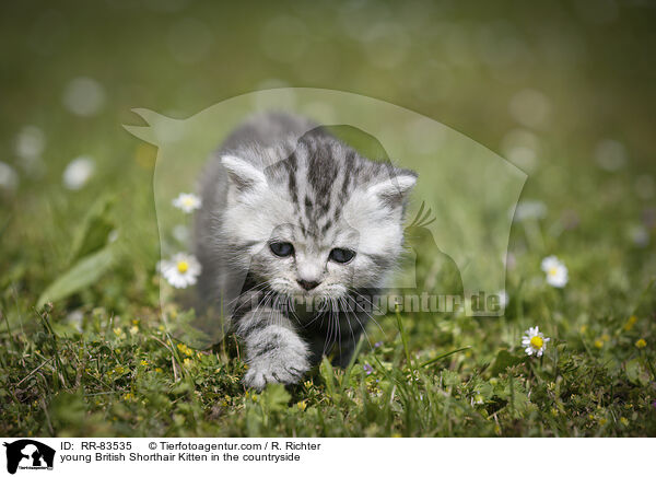 junges Britisch Kurzhaar Ktzchen im Grnen / young British Shorthair Kitten in the countryside / RR-83535