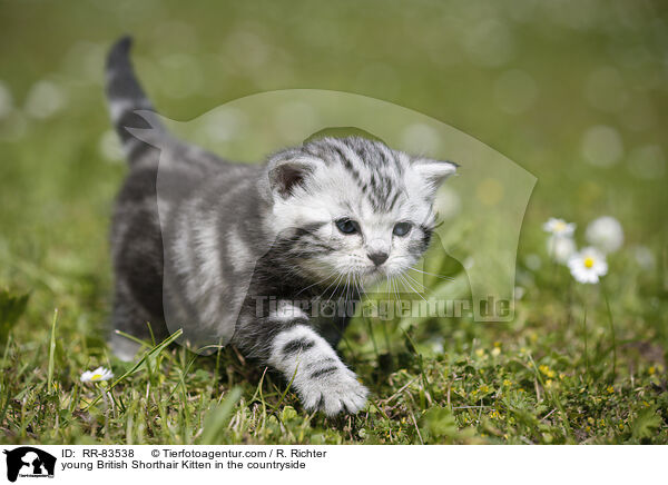 junges Britisch Kurzhaar Ktzchen im Grnen / young British Shorthair Kitten in the countryside / RR-83538
