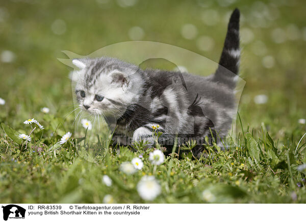 junges Britisch Kurzhaar Ktzchen im Grnen / young British Shorthair Kitten in the countryside / RR-83539