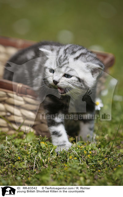 junges Britisch Kurzhaar Ktzchen im Grnen / young British Shorthair Kitten in the countryside / RR-83542