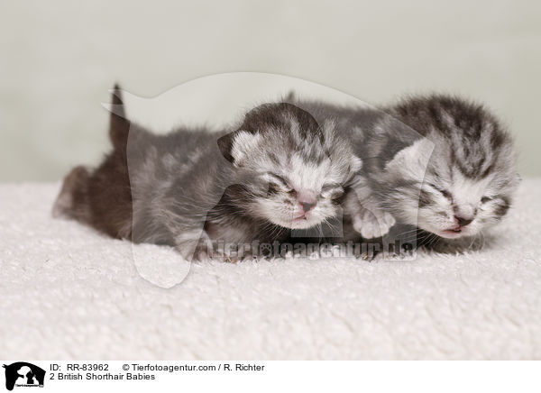 2 Britisch Kurzhaar Babies / 2 British Shorthair Babies / RR-83962