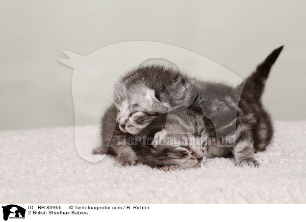 2 Britisch Kurzhaar Babies / 2 British Shorthair Babies / RR-83966