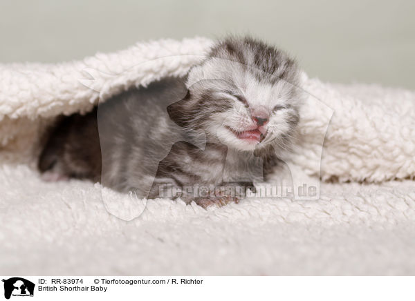 Britisch Kurzhaar Baby / British Shorthair Baby / RR-83974