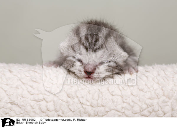 Britisch Kurzhaar Baby / British Shorthair Baby / RR-83982