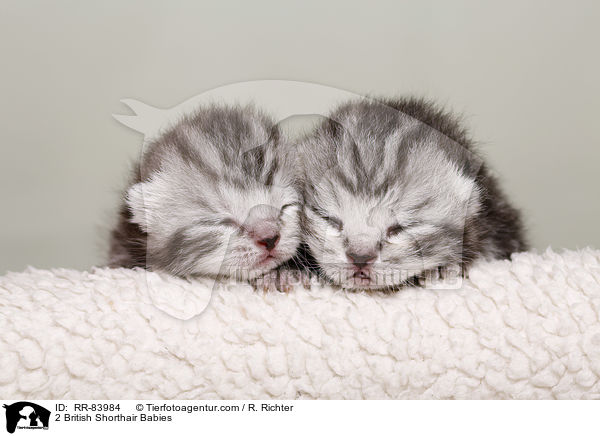 2 Britisch Kurzhaar Babies / 2 British Shorthair Babies / RR-83984