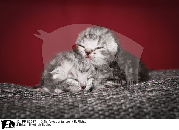 2 Britisch Kurzhaar Babies / 2 British Shorthair Babies / RR-83987