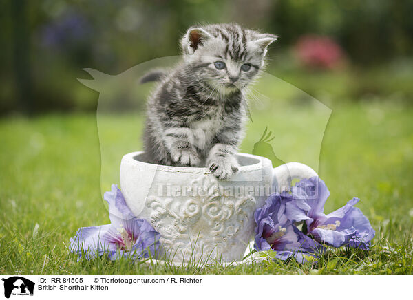 Britisch Kurzhaar Ktzchen / British Shorthair Kitten / RR-84505