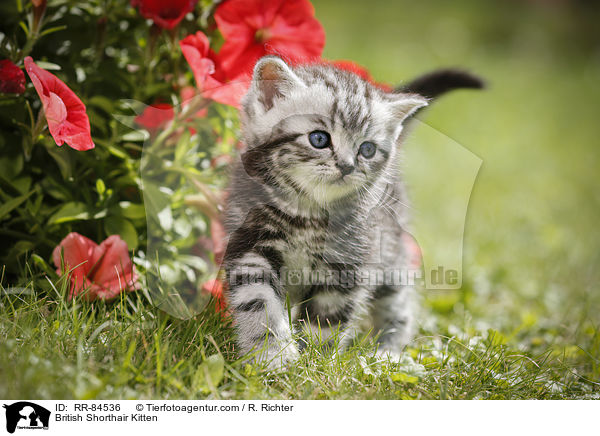 Britisch Kurzhaar Ktzchen / British Shorthair Kitten / RR-84536