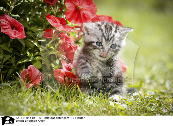 Britisch Kurzhaar Ktzchen / British Shorthair Kitten / RR-84540