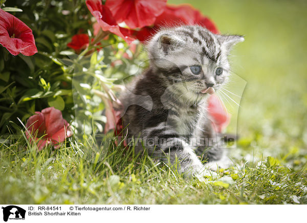 Britisch Kurzhaar Ktzchen / British Shorthair Kitten / RR-84541