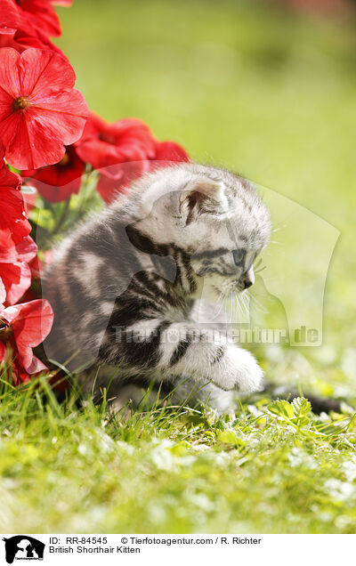 Britisch Kurzhaar Ktzchen / British Shorthair Kitten / RR-84545