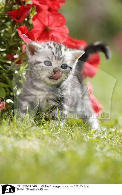 Britisch Kurzhaar Ktzchen / British Shorthair Kitten / RR-84546