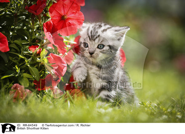 Britisch Kurzhaar Ktzchen / British Shorthair Kitten / RR-84549