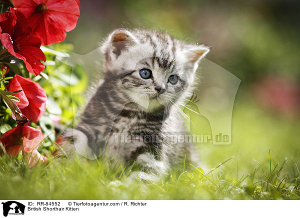 Britisch Kurzhaar Ktzchen / British Shorthair Kitten / RR-84552