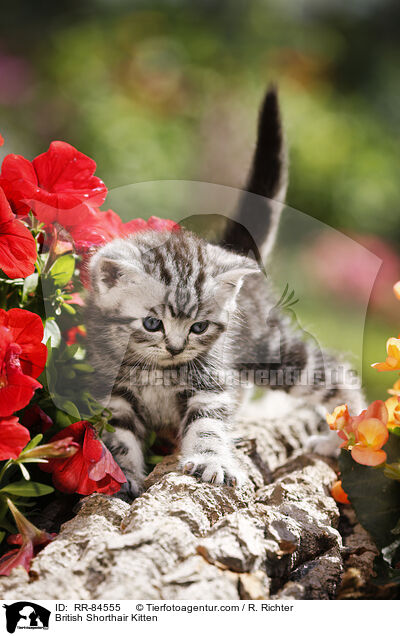 Britisch Kurzhaar Ktzchen / British Shorthair Kitten / RR-84555