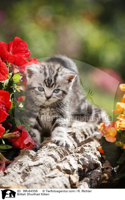 Britisch Kurzhaar Ktzchen / British Shorthair Kitten / RR-84556