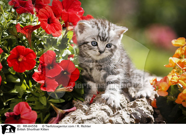 Britisch Kurzhaar Ktzchen / British Shorthair Kitten / RR-84558