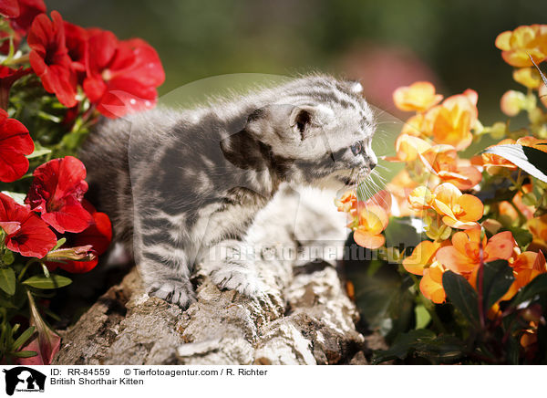 Britisch Kurzhaar Ktzchen / British Shorthair Kitten / RR-84559