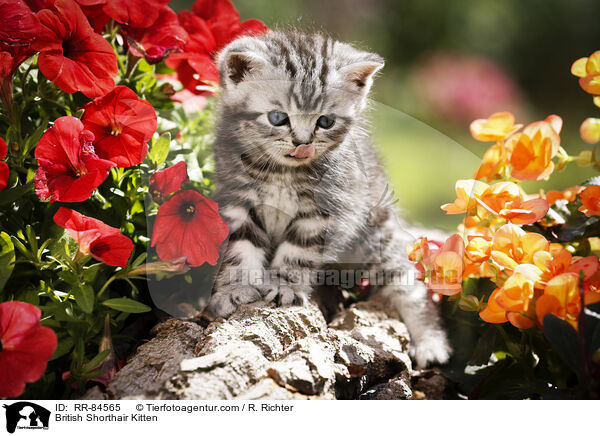 Britisch Kurzhaar Ktzchen / British Shorthair Kitten / RR-84565