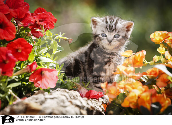 Britisch Kurzhaar Ktzchen / British Shorthair Kitten / RR-84569