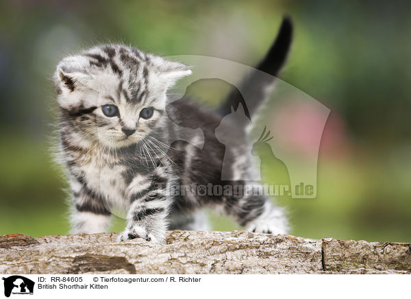 Britisch Kurzhaar Ktzchen / British Shorthair Kitten / RR-84605