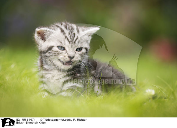 Britisch Kurzhaar Ktzchen / British Shorthair Kitten / RR-84671