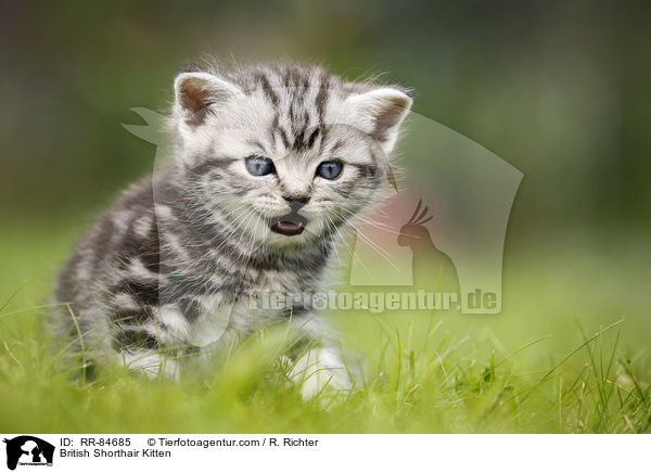 Britisch Kurzhaar Ktzchen / British Shorthair Kitten / RR-84685